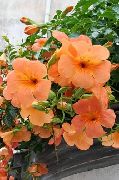 naranja Petunia Flores del Jardín foto