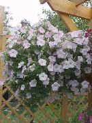 blanc Pétunia Fleurs Jardin photo