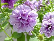 ライラック ペチュニア 庭の花 フォト