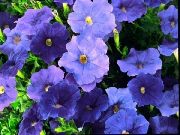 kék Petúnia Kerti Virágok fénykép