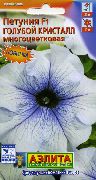 ライトブルー ペチュニア 庭の花 フォト