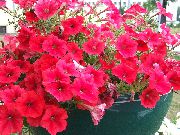 ფოტო წითელი ყვავილების Petunia