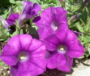 violet Petunie Gradina Flori fotografie
