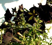 nero Petunia Fiori del giardino foto
