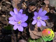 照片 紫丁香 花 Liverleaf，地钱，圆叶肝