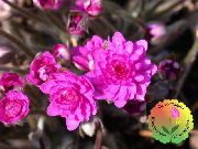 rosa Blåsippor, Levermossa, Roundlobe Hepatica Trädgård blommor foto