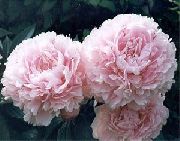 rosa Peonia Fiori del giardino foto