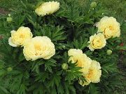 фото жовтий Квітка Півонія
