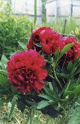 фото бордовий Квітка Півонія