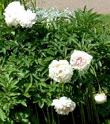 თეთრი პეონი ბაღის ყვავილები ფოტო