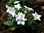 фото білий Квітка Шірококолокольчік (Платикодон)