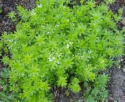 foto Magus Woodruff, Meie Daami Pits, Sweetscented Bedstraw Lill