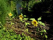 photo Sunflower 