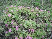 фото рожевий Квітка Княженіка (Поляникі)