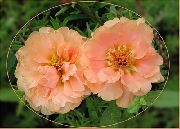 rosa Planta Sol, Verdolaga, Musgo Subió Flores del Jardín foto