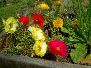 rouge Usine De Soleil, Pourpier, Mousse Rose Fleurs Jardin photo