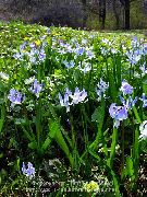 light blue Siberian squill, Scilla Garden Flowers photo
