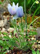 šviesiai mėlynas Zawilec Sodo Gėlės nuotrauka