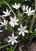zdjęcie biały Kwiat Gwiazda Betlejemska (Ornitogallum Indii Cebuli)