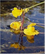 ფოტო Bladderwort ყვავილების
