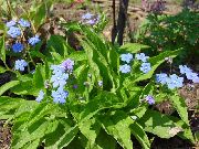 photo Navelwort, Blue-Eyed-Mary, Rampante Forget-Me-Not Fleur