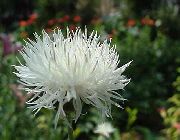 bianco Amberboa, Dolce Sultan Fiori del giardino foto