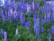 světle modrá Streamside Lupina Zahradní květiny fotografie