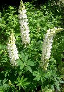 blanco Lupino Streamside Flores del Jardín foto