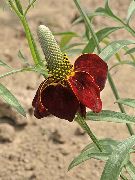 ფოტო იტალიური ქუდი, ნაცრისფერი ხელმძღვანელობდა Coneflower, თავდაყირა Prairie Coneflower, ყვითელი Coneflower, წითელი ქუდები ყვავილების