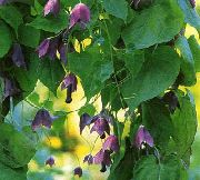 kuva Violetti Bell Viiniköynnöksen Kukka