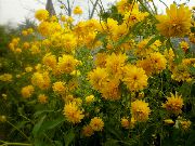 фото жовтий Квітка Рудбекия Багаторічна