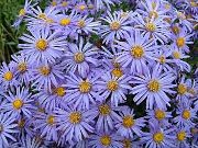açık mavi Ialian Aster Bahçe çiçekleri fotoğraf