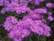 pink Ialian Aster Have Blomster foto