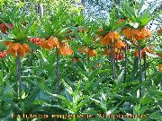 naranja Coronar Fritillaria Imperiales Flores del Jardín foto
