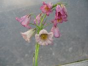 foto pink Blomst Krone Kejserlige Fritillaria