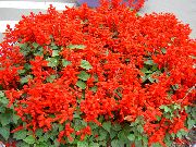 foto crvena Cvijet Scarlet Kadulja, Salvia Grimizno Crvena Kadulja, Salvia Crvena