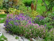 rosa Muskatellersalbei, Gemalt Salbei, Salbei Horminum Garten Blumen foto
