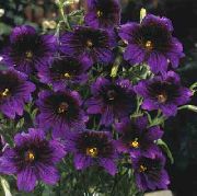 fotografie violet Floare Limba Pictate