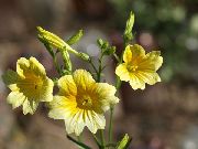 żółty Salpiglossis Kwiaty ogrodowe zdjęcie