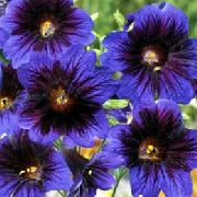 zdjęcie niebieski Kwiat Salpiglossis