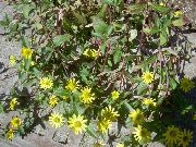 ფოტო ყვითელი ყვავილების მცოცავი Zinnia, Sanvitalia