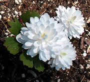 blanco Sanguinaria, Puccoon Rojo Flores del Jardín foto