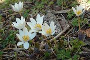 φωτογραφία λευκό λουλούδι Bloodroot, Κόκκινο Puccoon