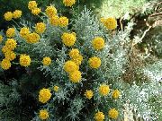 fotografie Bumbac Lavanda, Plante Sfânt, Chiparos Sol, Chiparos Petite, Santolinei Verde Floare