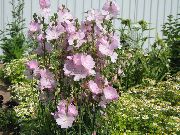 rosa Checkerbloom, Nutztiere, Stockrose, Wiese Malve, Checker Malve Garten Blumen foto