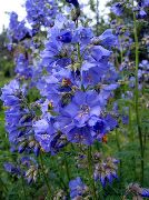 lichtblauw Scheepsladder Tuin Bloemen foto