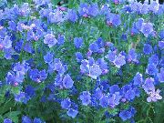 foto Purple Viper S Bugloss, Pestīšana Jane, Paterson Ir Lāsts, Riverina Bluebell Zieds
