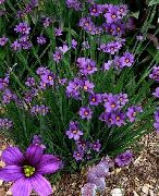 фото бузковий Квітка Сізірінхій (Сісірінхій) Вузьколистий