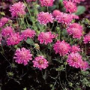 рожевий Скабіоза Садові Квіти фото