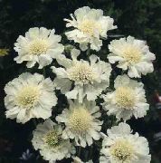 foto hvid  Scabiosa, Nålepude Blomst